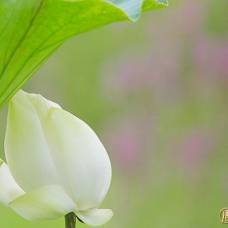 Цветок лотоса – символ духовного совершенства