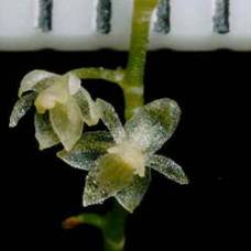 Самая маленькая орхидея в мире