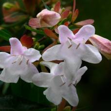 Абелия крупноцветковая — abelia x grandiflora