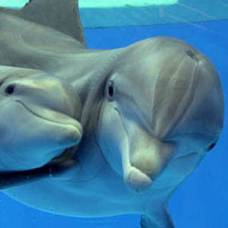 Ученые исследовали дельфиний разум