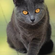 Шартрез (chartreux) или картезианская кошка