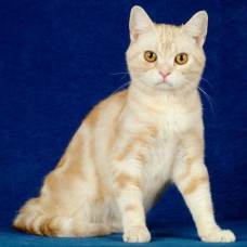 Американская короткошерстная кошка (american shorthair)