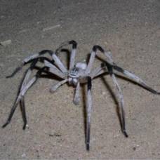 Израильские ученые нашли в пустыне новый вид гигантских пауков