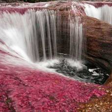 Разноцветная река каньо-кристалес (колумбия)