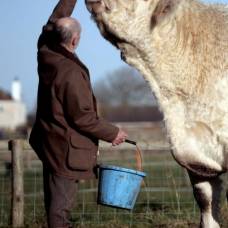Самый большой бык великобритании весит 1620 кг