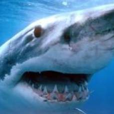 Учёные-Ихтиологи раскрыли особенности нападения акул