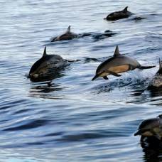 У дельфинов и рукокрылых обнаружен общий эхолокационный белок