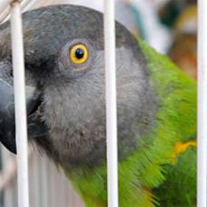 Шотландец угодил в тюрьму за нападение на попугая