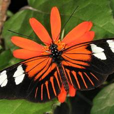 Идентифицированы гены, одинаково окрашивающие бабочек разных видов