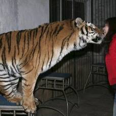 Послушные тигры из зоопарка &quot;dalian forest&quot;