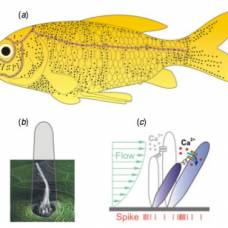 Ученые создали искусственный аналог органа &quot;чувств&quot;  рыб