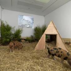 Китайский художник посвятил выставку "сильной свинье"
