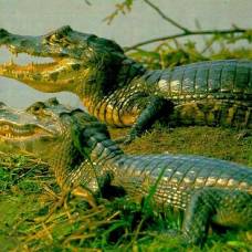 Современные виды крокодилов