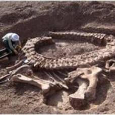 Обнаружены останки ранее не исследовавшегося вида динозавра