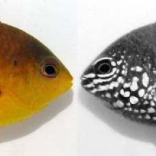 Биологи обнаружили у рыб секретную систему коммуникации
