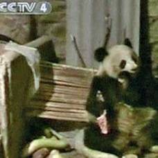 В китае голодная панда напала на свинарник