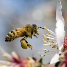 Интересные факты из жизни пчел