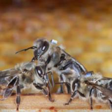 Заботливые пчёлы превращают свои тела в жаркие печи