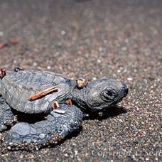 Атлантическая ридлея - самая таинственная морская черепаха