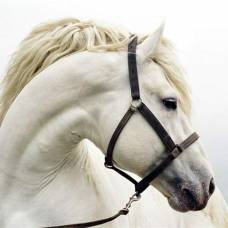 10 интересных фактов о лошадях