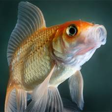 У рыб приобретение рефлексов связано с работой мозжечка