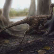 В китае найден динозавр-трясогузка