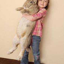 Самый большой кролик в мире