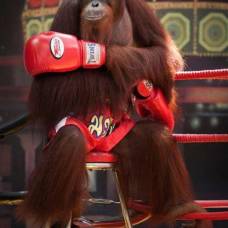 Боксерское шоу орангутанов в тайланде