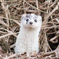 Ласка, или малая ласка (mustela nivalis)