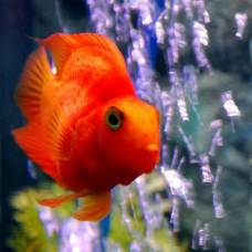 Рыбка красный попугай (red blood parrot fish) 