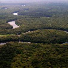 Учёные исследуют флору и фауну вдоль реки конго