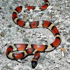 Молочная змея (lampropeltis triangulum)