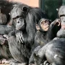 Шимпанзе осознают смерть своих родственников подобно людям