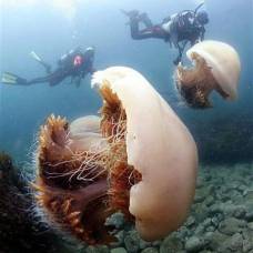 Медуза nomura - одна из самых больших медуз в мире