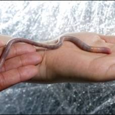 Впервые за двадцать лет найдены живые палаусские черви.