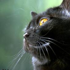 Бомбейская кошка (bombay cat)