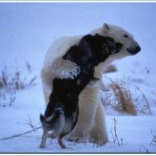Необычная дружба белого медведя и собаки