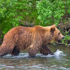 Wwf начал сбор средств для спасения румынских медведей