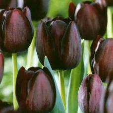 В голландии отметили рождение черного тюльпана