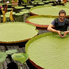 Самая маленькая водяная лилия спасена от исчезновения лондонскими ботаниками