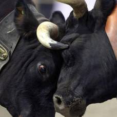 Битва коров – древняя традиция в швейцарии