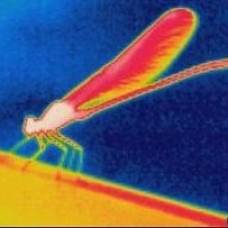 Самки стрекоз предпочитают более горячих самцов