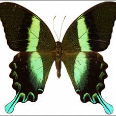 Учёные воспроизвели структуру поверхности крыльев бабочки