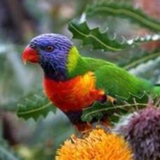 Австралийские ветеринары занялись спасением попугаев от &quot;похмелья&quot;