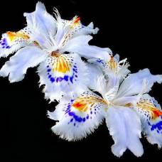 Легендарный цветок ирис (iris)