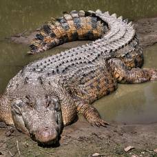 Крокодилы оказались отличными виндсёрфингистами