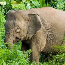 Впервые обнаружены брошенные родителями детёныши карликового слона