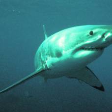 Серфингист смог отбиться от атаки большой белой акулы