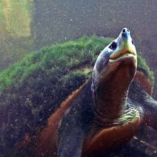 Впервые получено потомство редчайшего вида черепах в неволе