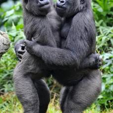 Знакомство самок горилл